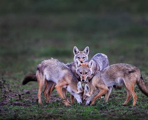 Jackal | African Wildlife Foundation