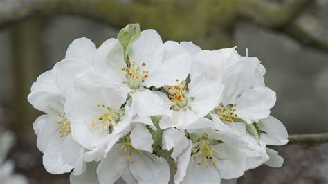 Wallpaper apple tree flowers, flowers, apple tree, petals, white ...