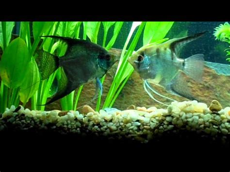 Angelfish Mating Ritual - YouTube