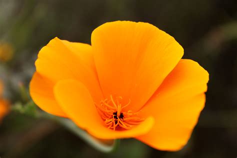 The California poppy, California's state flower (photo: Ella Clarke) | Flower photos, California ...