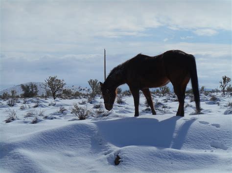 Home - Last Chance Ranch Sanctuary