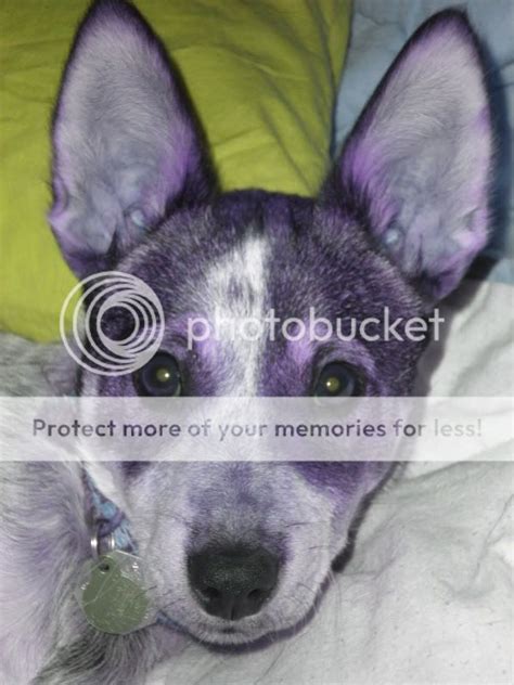 Purple Heeler Puppies For Sale - Photos All Recommendation