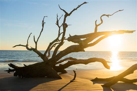 Driftwood Beach • Jekyll Island, Georgia • Vacation, Conservation, and ...