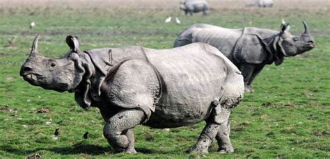 Kaziranga National Park Faces Loss of 4th One-Horned Rhino for 2018