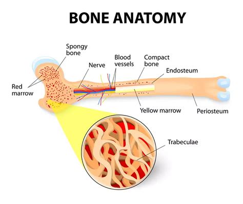 What is Bone Marrow? - CLL Society