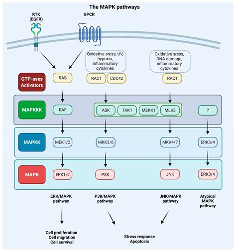 MAPK Pathways in Cancer Metastasis | Encyclopedia MDPI