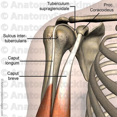 Anatomy Stock Images | shoulder-sulcus-intertubercularis-tuberculum-supraglenoidale-biceps ...