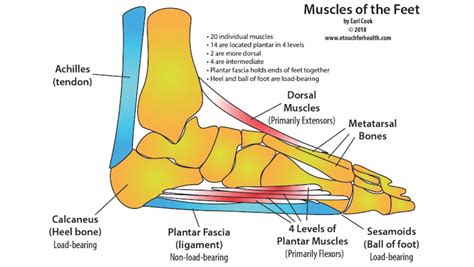 Types Of Foot Pain Diagram