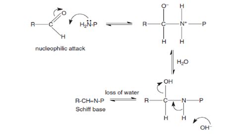 Aldehyde reaction with an amino group of skin proteins (P = protein) [8] | Download Scientific ...