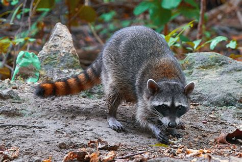 Raccoon acting strange | Humane Wildlife Control Society