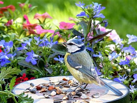 How To Create A Garden For The Birds