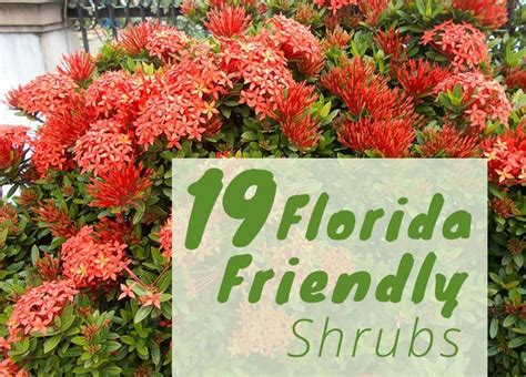 The Best Shrubs to Grow in Florida | 19 Florida Friendly Shrubs | Florida plants landscaping ...