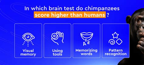 Could You Beat a Chimp in a Brain Test? - Sapienship Lab