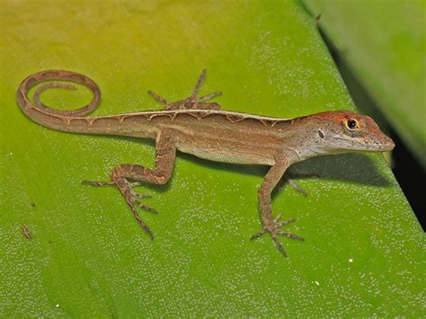 Brown Anole Facts and Pictures | Reptile Fact