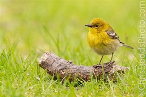 Pine Warbler — Nature Photography Blog