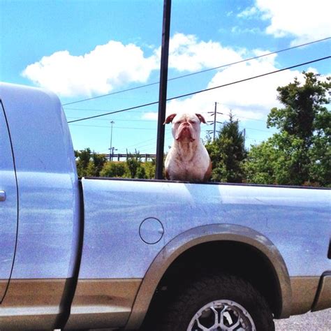 Big dog in truck bed Truck Bed, Big Trucks, Big Dogs, Cringe, Farm, Best, Animals, Animales, Animaux