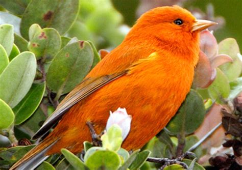 Rare Hawaiian Birds Possibly Rebounding from Immunity to Deadly ...