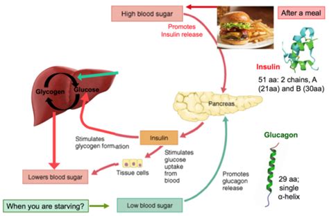 Carbohydrate metabolism an glycolysis Flashcards | Quizlet