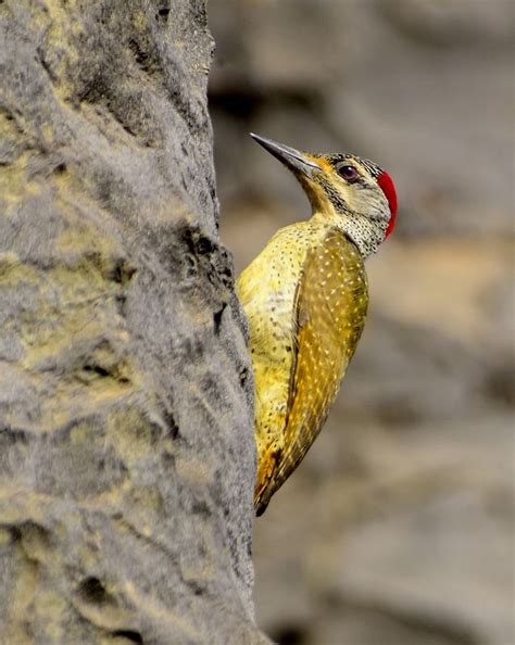 TrekNature | Fine spotted woodpecker Photo | Spotted woodpecker, Woodpecker, Most beautiful animals