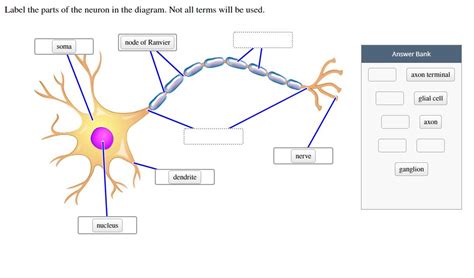 Solved Label the parts of the neuron in the diagram. Not all | Chegg.com