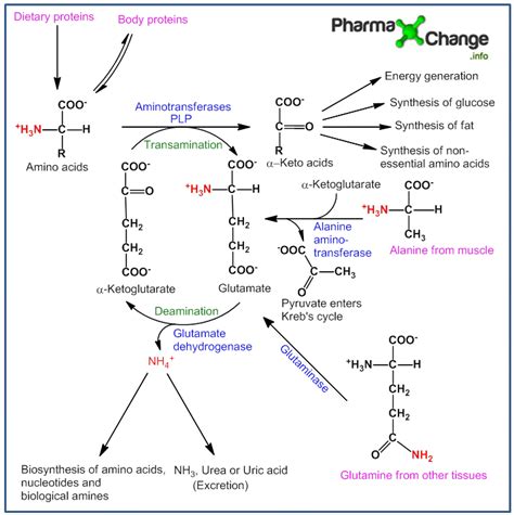 Metabolism of Amino Acids - Bimolecular Ping Pong Mechanism of ...