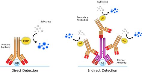 Secondary Antibodies | AAT Bioquest