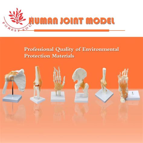 Anatomical Model Joint Model Include Ligament Plastic Bone of Knee Hand ...