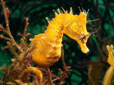 Seed to Feed Me: SEAHORSE FACTS