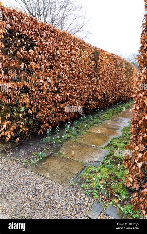 A winter beech hedge at York Gate Garden, Leeds Stock Photo - Alamy