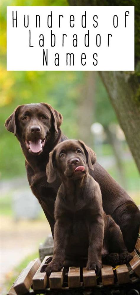 Labrador Names - Over 300 Yellow, Black and Chocolate Lab Names