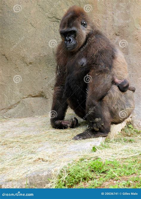 Lowland Gorilla & Baby stock image. Image of mother - 20036741