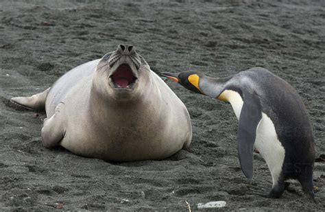 King penguin with Elephant Seal weaner, Macquarie Island, Southern Ocean stock photo