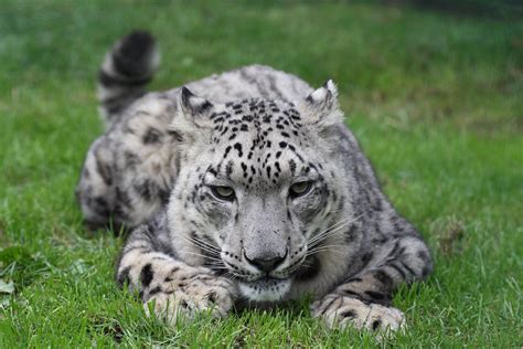 Snow Leopard | This is one of the Snow Leopards at the Wildl… | Flickr