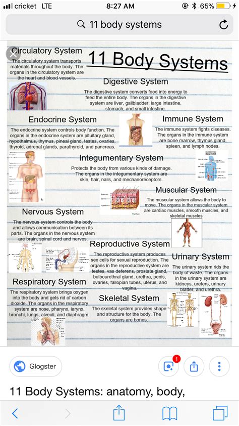 The 11 Body Systems Description Body Systems Human