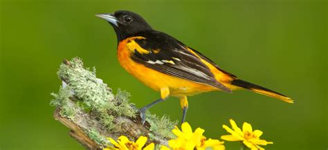 When Do Orioles Come Back to Michigan? (Get your feeders ready ...