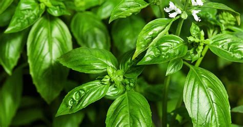 Sweet Basil Growing & Care Guide - The Garden Magazine