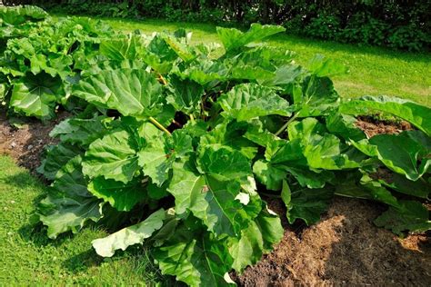 6 Tips to Grow the Tastiest Rhubarb for Your Kitchen Table - DIY & Crafts