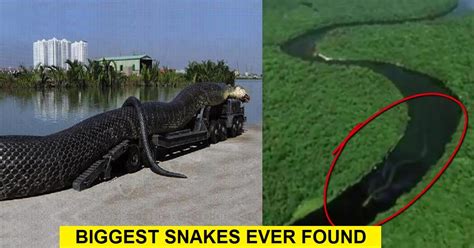 6 Biggest Snakes Ever Found in the World! - Genmice