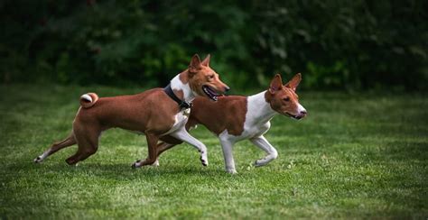 Basenji Dog Breed Guide (Lifespan, Size & Characteristics)