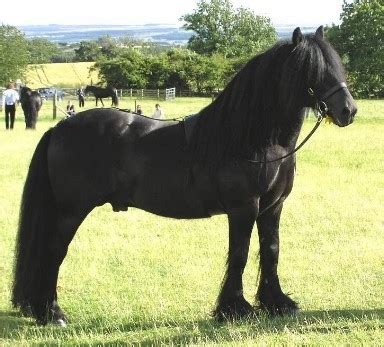 black horses