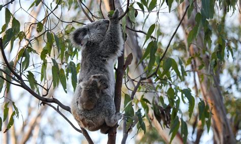 10 Interesting facts about koalas – WWF-Australia - WWF-Australia | Fun ...