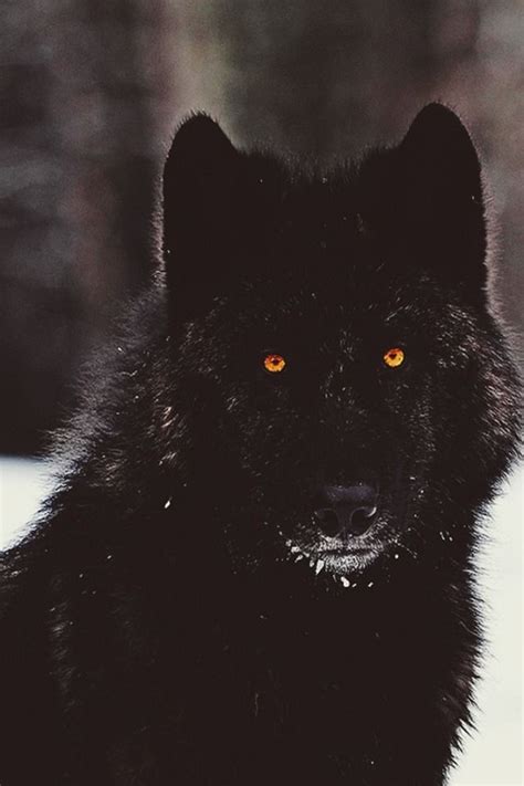 REZ's EDGE / ANCESTRAL .... by Brad Jensen | Black wolf, Wolf eyes ...