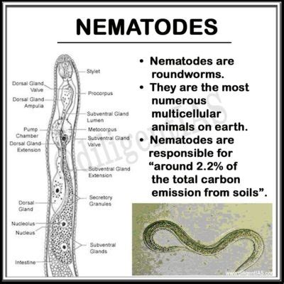 First global analysis of soil worms or nematodes - Diligent IAS