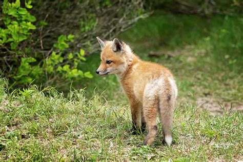 Fox in the Forest Photograph by Peg Runyan