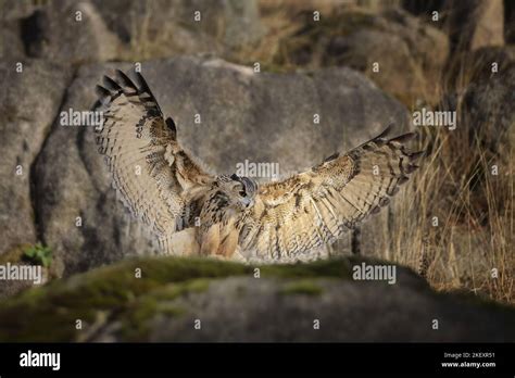 flying Eurasian Eagle Owl Stock Photo - Alamy