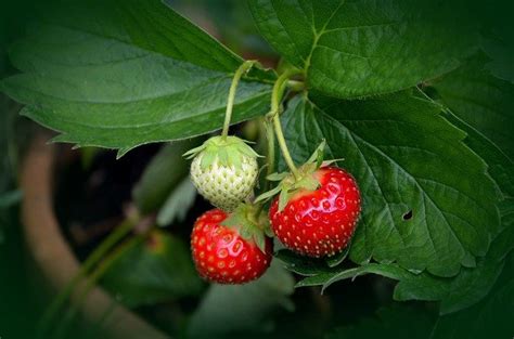 15 Easy to Grow Berries You Should Consider - Gardening Channel