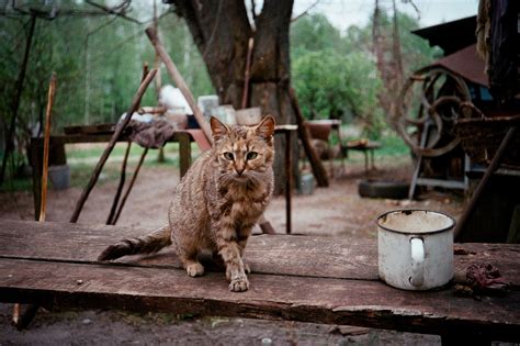 A cat I met in Chernobyl. Don't know if it's inbred or damaged from ...