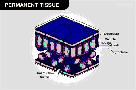 Permanent Tissue: Types and Functions - Testbook.com