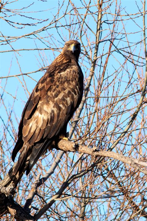 Golden Eagle Bird Size