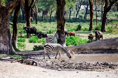 Wildlife Walk at Crater Lake | As Her World Turns